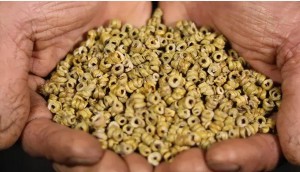霍山铁皮石斛的多种养生搭配与使用方法
